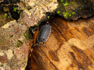 Woodlouse (Trachelipus ratzeburgii) Foraging on Decaying Tree Trunk Front View