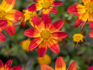 Macro Shot of Red Dahlia (Dahlia coccinea) with Vibrant Red, Orange and Yellow Petals