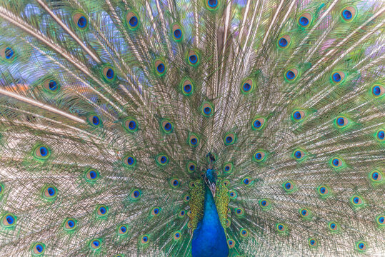 Male Peacock