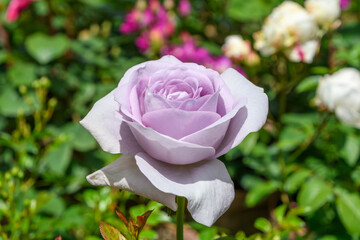 陽光に照らされる淡い紫色の薔薇のクローズアップ