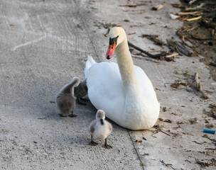 Obraz premium Mom and her cygnets