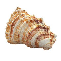 Fototapeta premium Evocative sea shell striped in shades of brown and white a nostalgic relic on transparent background