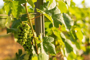 Close-up of vibrant green grape clusters hanging on lush vines in a sunlit vineyard, showing organic farming for harvest, emphasizing sustainable agriculture and the journey of wine production.