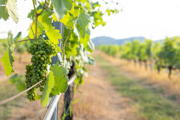 Close-up view of green grape clusters on sunlight, highlighting the natural beauty of vineyard for organic farming and sustainable viticulture, emphasizing fresh for harvest and wine production.