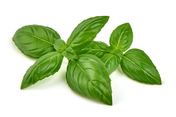 Fresh Basil Leaves Isolated on White Background