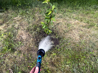 Hand watering newly planted tree in spring