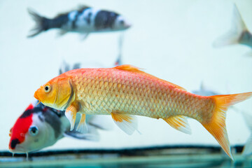 close-up of a koi fish or carp fish with a golden body swimming in a fish tank