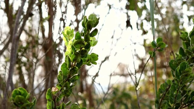 folha verde em foco