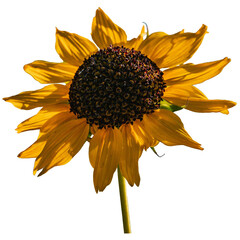 Sunflower PNG &ndash; Bright Yellow Flower on Transparent Background for Design and Decor