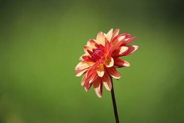 Close-up of a blooming dahlia flower with vibrant petals in shades of red and yellow.