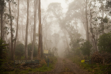 Foggy four wheel drive track through the bush