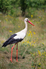 stork, white bird, bird walking across the field