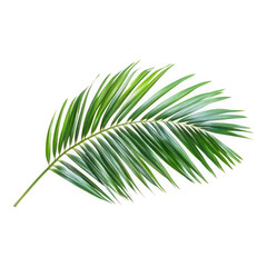 Obraz premium Green palm frond isolated on transparent background