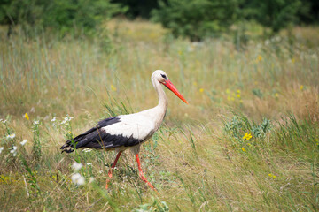 stork, white bird, bird walking across the field