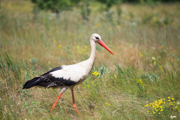 stork, white bird, bird walking across the field