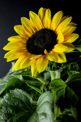 Natura morta con girasole su fondo nero