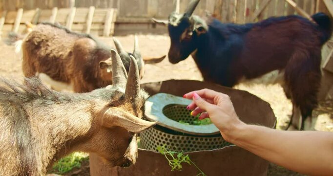 In the backyard, the woman takes care of the little goats petting and feeding them with juicy green grass. Domestic eat goats. Their tiny horns and adorable big fanny eyes evoke warm feelings in her