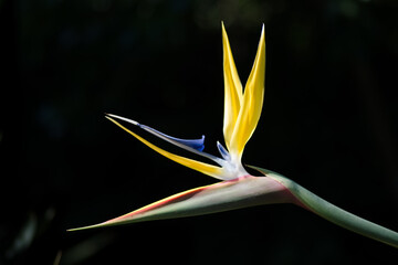 Yellow and blue bird of paradise flower with dark background