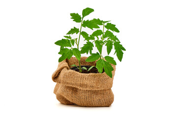 Young Tomato Plant in Burlap Pot Isolated on White Background.