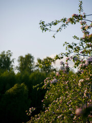 Fototapeta premium Beautiful white and pink blooms in springtime. Fruit tree flowers. Florals with blue sky in the background. Tree branches filled with small pretty flowers. 