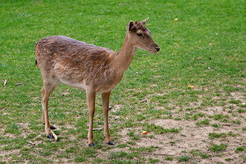 Graceful young deer walking and grazing on a lush green field.