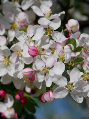 Beautiful white and pink blooms in springtime. Fruit tree flowers. Florals with blue sky in the background. Tree branches filled with small pretty flowers. 