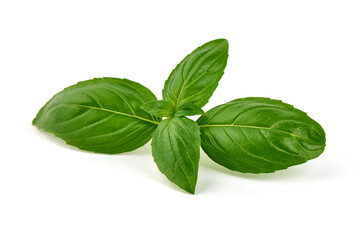 Fresh Basil Leaves Isolated on White Background.