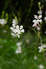 ガウラの花