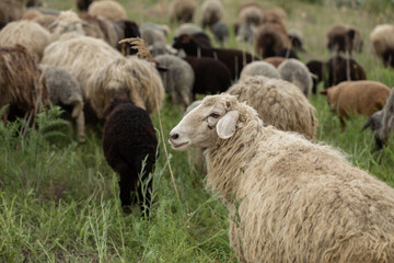 Close-up Profile of a Sheep. A young lamb in a field, focused on the foreground. A flock of sheep...