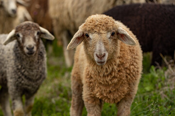 Close-up Profile of a Sheep. A young lamb in a field, focused on the foreground. A flock of sheep...