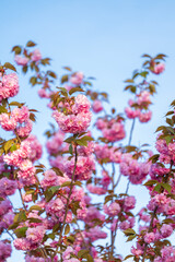Pink Blooming Cherry Tree Blossoms Against a Blue Sky Background