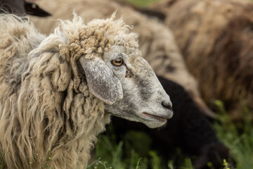 Close-up Profile of a Sheep. A young lamb in a field, focused on the foreground. A flock of sheep...