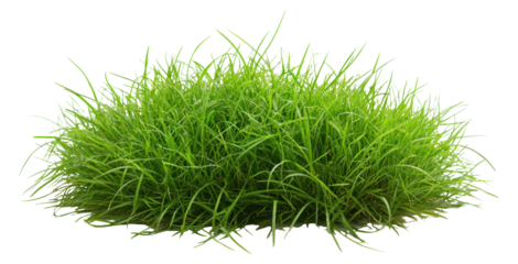 Tuft of Green Grass Isolated on Transparent PNG for Design Overlay