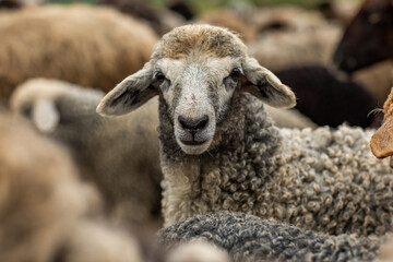 Close-up Profile of a Sheep. A young lamb in a field, focused on the foreground. A flock of sheep...