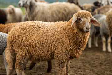 Close-up Profile of a Sheep. A young lamb in a field, focused on the foreground. A flock of sheep...