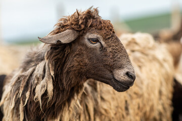 Close-up Profile of a Sheep. A young lamb in a field, focused on the foreground. A flock of sheep...