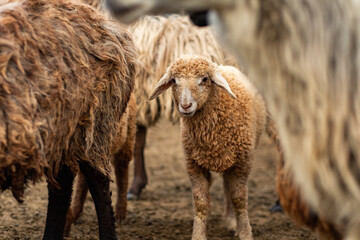 Close-up Profile of a Sheep. A young lamb in a field, focused on the foreground. A flock of sheep grazing in a green pasture.