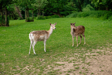 Two young deer walks on a lawn. A deer is grazing in a meadow.