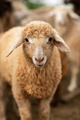 Close-up Profile of a Sheep. A young lamb in a field, focused on the foreground. A flock of sheep grazing in a green pasture.