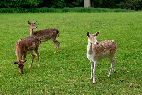 A young deer walks on a lawn. A deer is grazing in a meadow.