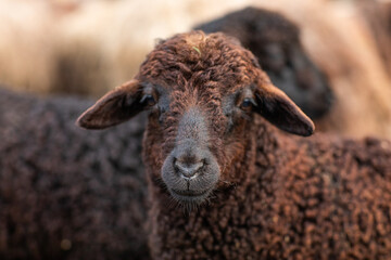 Close-up Profile of a Sheep. A young lamb in a field, focused on the foreground. A flock of sheep...
