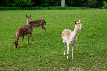 A young deer walks on a lawn. A deer is grazing in a meadow.