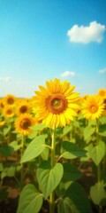 Fototapeta premium Sunflower Field Under Clear Blue Sky