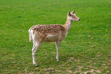 A young deer walks on a lawn. A deer is grazing in a meadow.