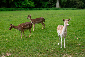 A young deer walks on a lawn. A deer is grazing in a meadow.