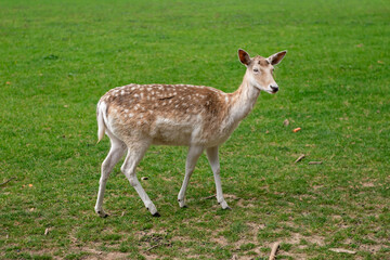 A young deer walks on a lawn. A deer is grazing in a meadow.