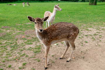 A young deer walks on a lawn. A deer is grazing in a meadow.