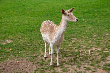 A young deer walks on a lawn. A deer is grazing in a meadow.
