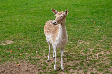 A young deer walks on a lawn. A deer is grazing in a meadow.