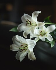 White lilys curved stem rests on dark coffin Dim light enhances somber mood , solitude, loss, bereavement   high resolution   for isolate image